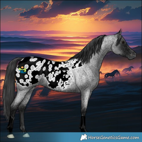 Horse Color:Blue Ice Roan Appaloosa 