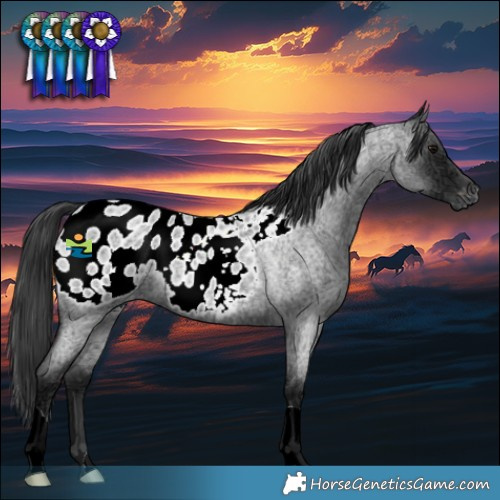 Horse Color:Blue Ice Roan Appaloosa 