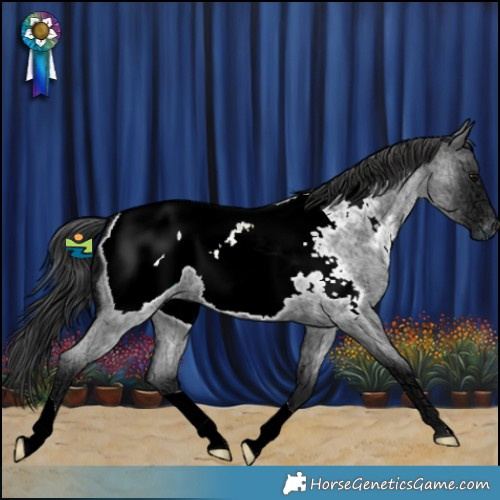 Horse Color:Blue Ice Roan Appaloosa 