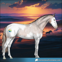 Horse Color:Red Roan Splash Appaloosa Rabicano 