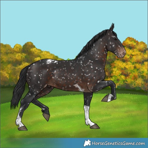Horse Color:Brown Tobiano Appaloosa 
