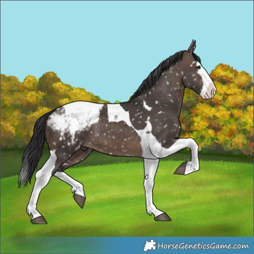 Horse Color:Brown Dun Splash Tobiano Snowcap 
