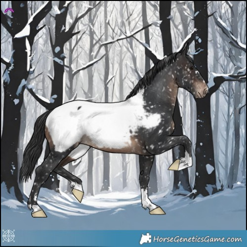 Horse Color:Brown Near Fewspot Rabicano 