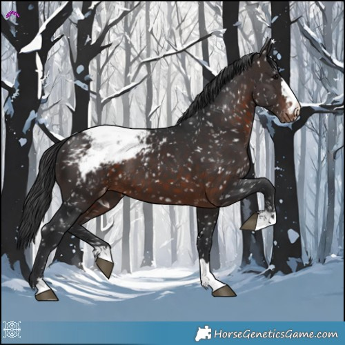 Horse Color:Brown Appaloosa 