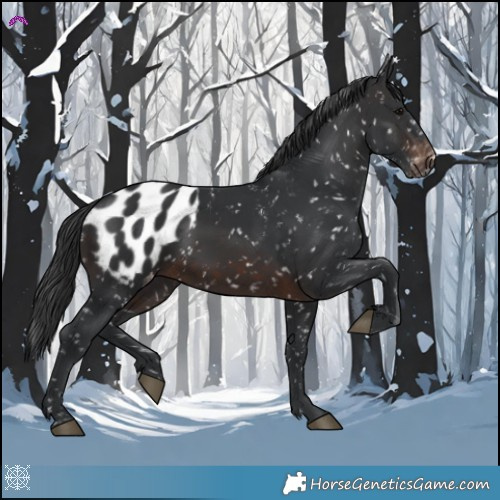Horse Color:Brown Appaloosa