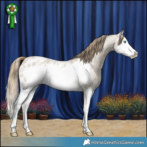 Horse Color:Classic Cream Champagne Roan Splash Frame Near Leopard 