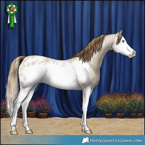Horse Color:Classic Cream Champagne Roan Splash Frame Appaloosa 