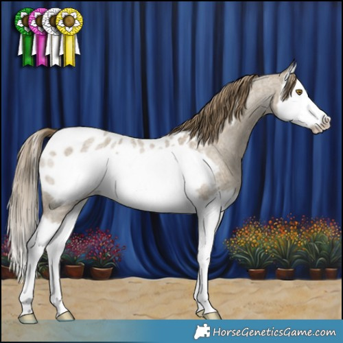 Horse Color:Classic Cream Champagne Roan Splash Frame Near Leopard 