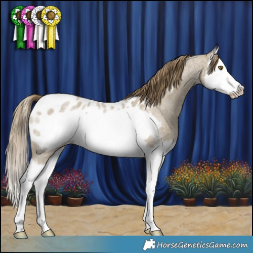 Horse Color:Classic Cream Champagne Roan Splash Frame Appaloosa 