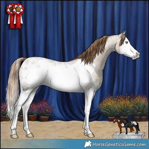 Horse Color:Classic Cream Champagne Roan Splash Frame Appaloosa 