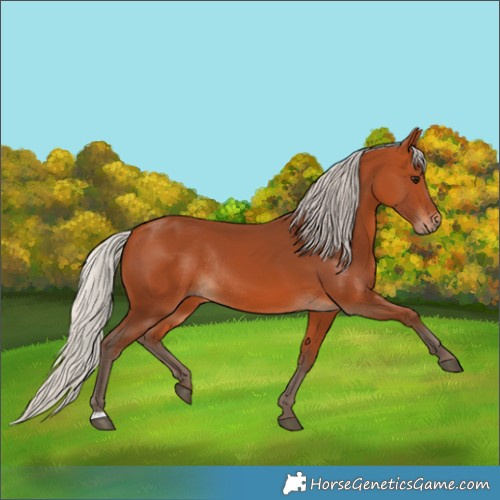 Horse Color:Silver Bay Rabicano 