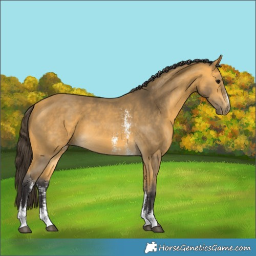 Horse Color:Buckskin Sabino 