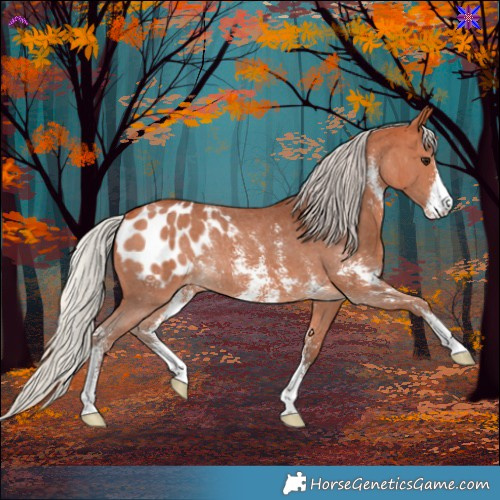 Horse Color:Silver Bay Sabino Blanket Rabicano 