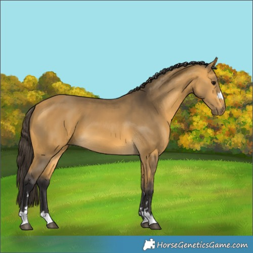 Horse Color:Buckskin 