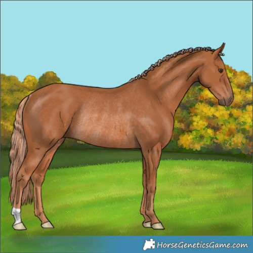Horse Color:Chestnut Rabicano 