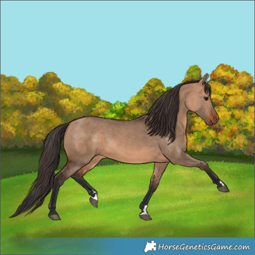 Horse Color:Bay Dun 