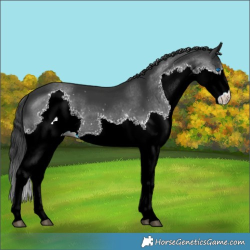 Horse Color:Black Splash 