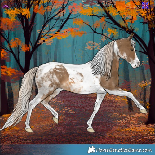 Horse Color:Chocolate Palomino Splash Tobiano 