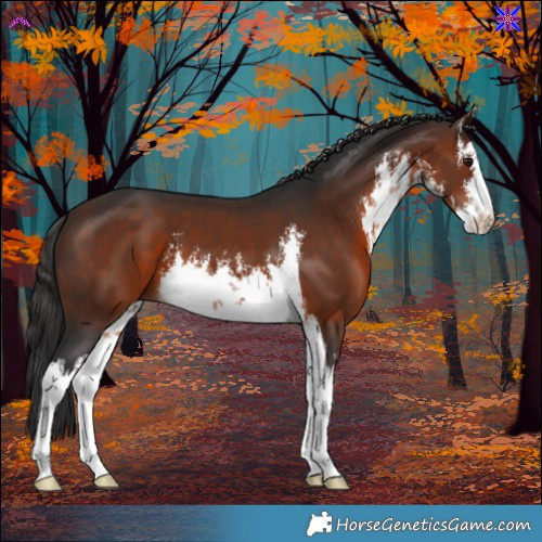 Horse Color:White Spotted Brown 