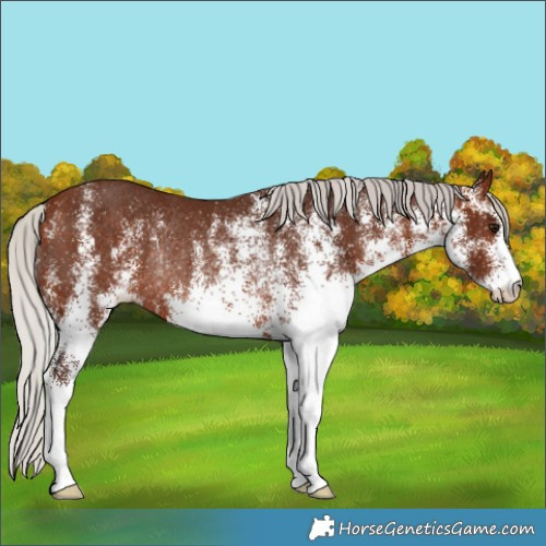 Horse Color:White Spotted Silver Bay Rabicano