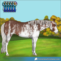 Horse Color:White Spotted Silver Bay Rabicano
