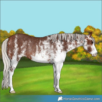 Horse Color:White Spotted Silver Bay Rabicano 