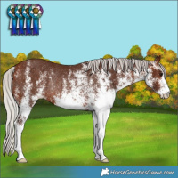 Horse Color:White Spotted Silver Bay Rabicano 