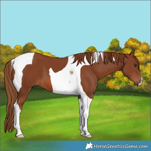 Horse Color:Chestnut Tobiano 