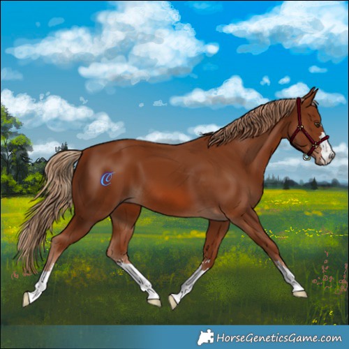 Horse Color:Chestnut 