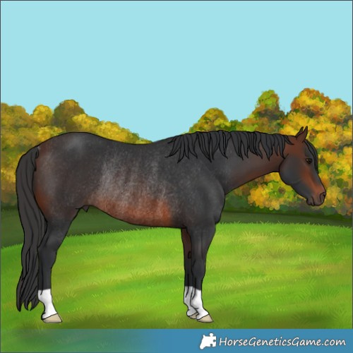 Horse Color:Brown Rabicano 