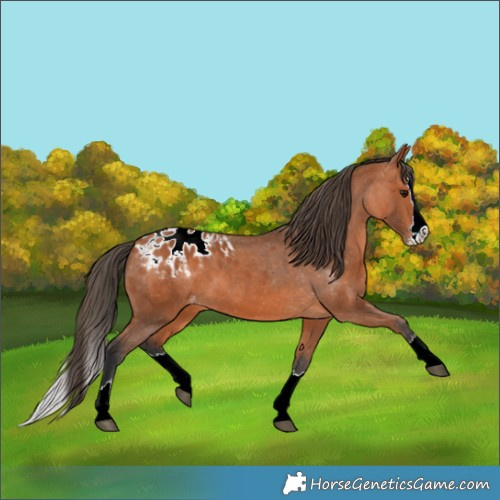 Horse Color:Bay Splash Appaloosa 