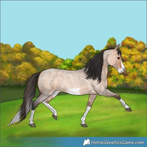 Horse Color:Bay Roan Dun Splash Frame Rabicano 