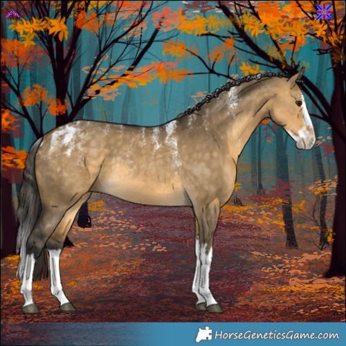 Horse Color:Powder White Buckskin Dun Splash Rabicano 