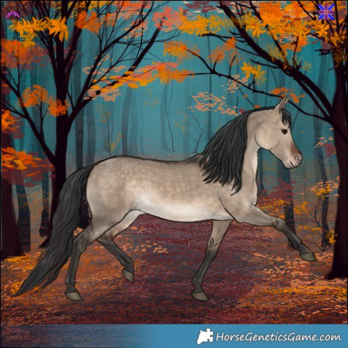 Horse Color:Bay Dun Rabicano 