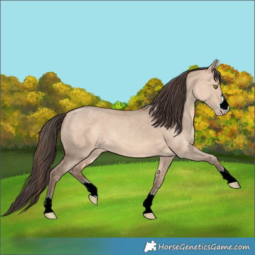 Horse Color:Sable Champagne Dun 