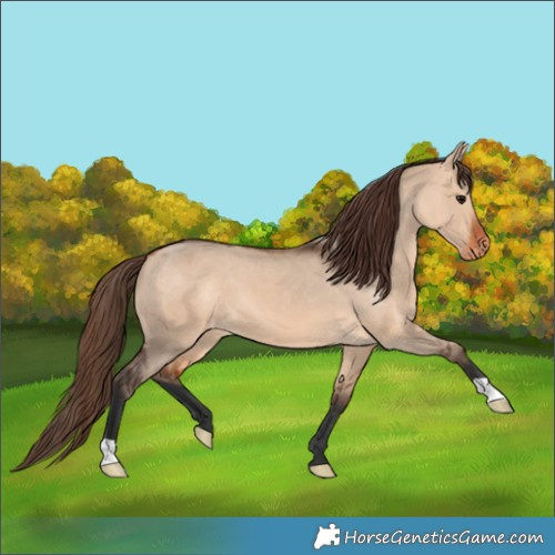 Horse Color:Bay Dun Appaloosa 