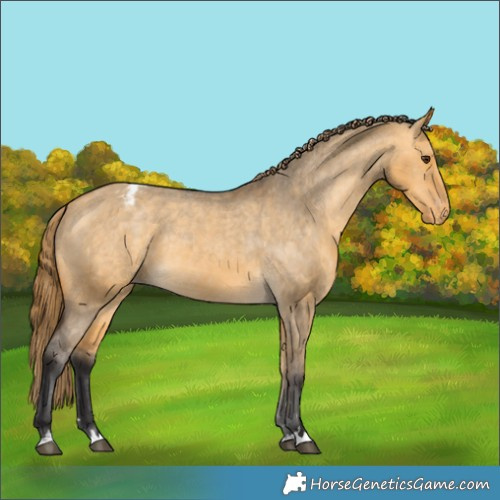Horse Color:Buckskin Dun Appaloosa 
