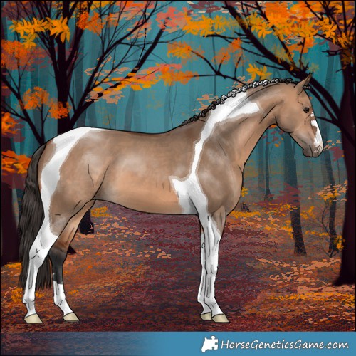 Horse Color:Bay Dun Tobiano 