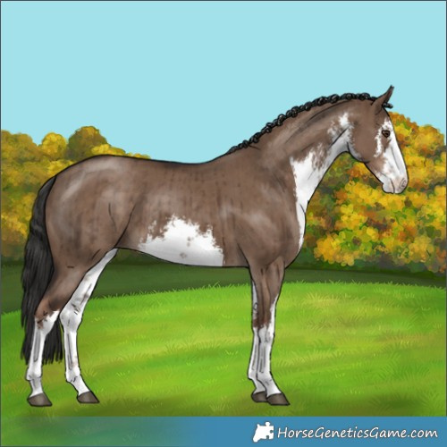 Horse Color:White Spotted Liver Red Dun Brindle 