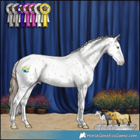 Horse Color:Classic Cream Champagne Roan Splash Appaloosa