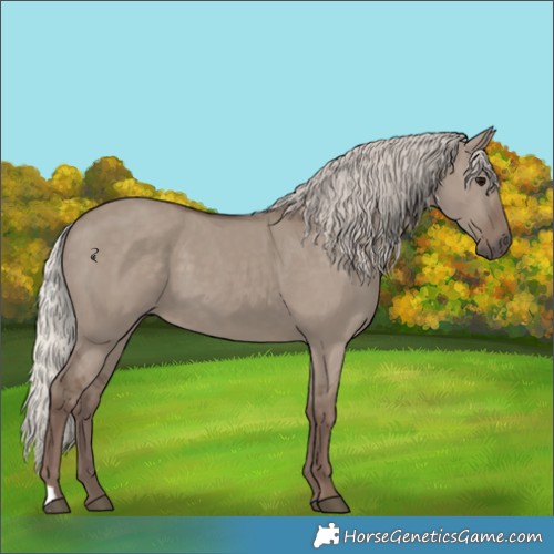 Horse Color:Silver Grullo 