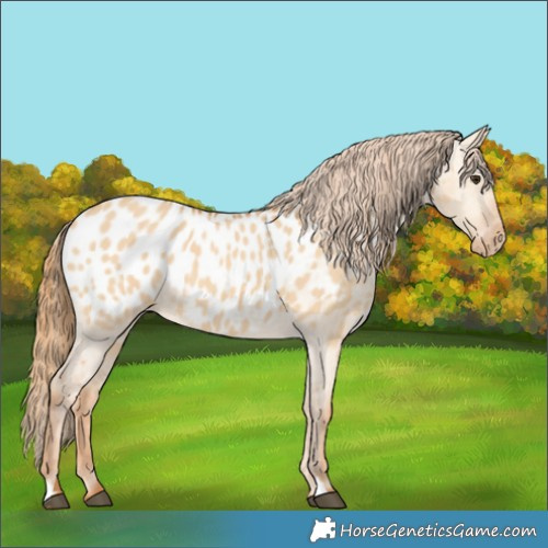 Horse Color:Red Dun Appaloosa 