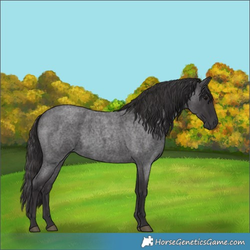 Horse Color:Smoky Blue Roan