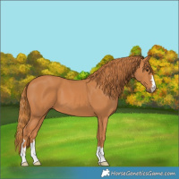 Horse Color:Chestnut 