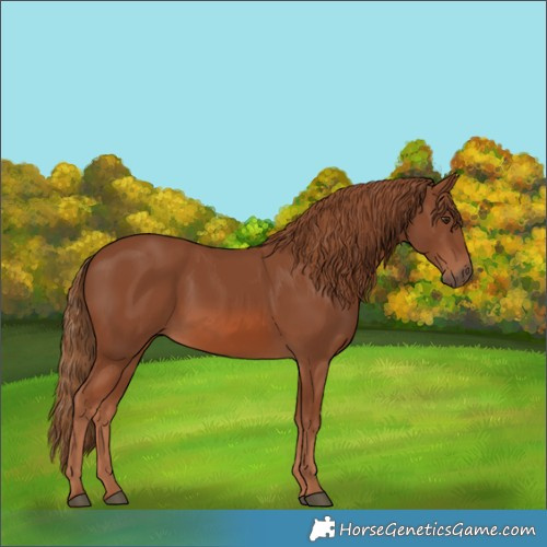 Horse Color:Chestnut 