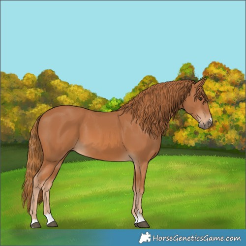 Horse Color:Chestnut 