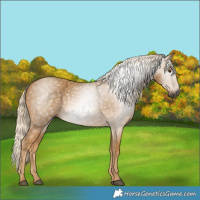 Horse Color:Gray Palomino 