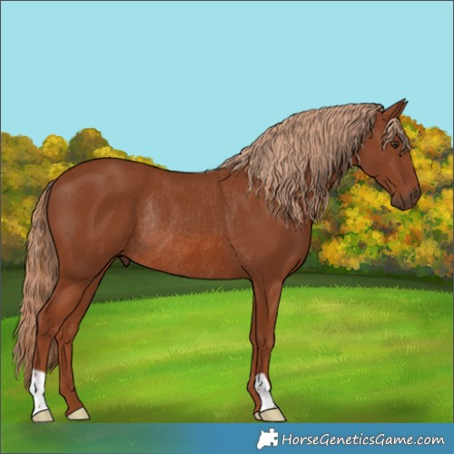 Horse Color:Chestnut Rabicano 