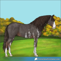 Horse Color:Liver Chestnut Sabino 