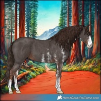 Horse Color:Liver Chestnut Sabino 